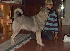 Hund och min son