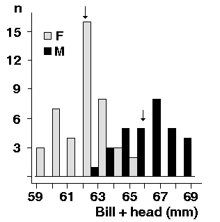 bill + head