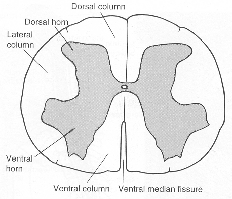 Image result for H-shaped gray matter