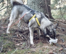 Kaisa har sp�rat upp k�ttbullar