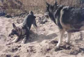 Kaisa har uppvisning f�r Sunny 20011