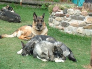 Dixie, Pepsie, Nina och Kotten 2002