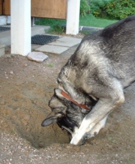 Nina som gr�vling 2002