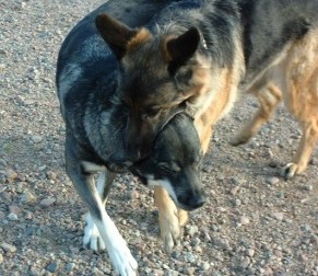 Pepsie f�rs�ker �ta Nina 2002