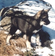 Nina som valp i sn�n