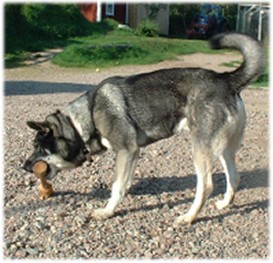 Kotten med apportbock 2002