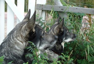 Kotten och Nina 2002