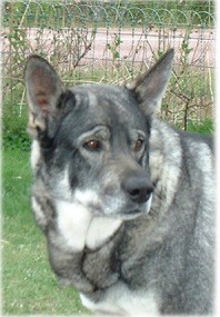 Kotten sommaren 2002