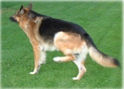 Skogabos Alex 11 �r 2002-08-17 
