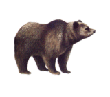 Björn