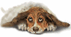 hundvalp