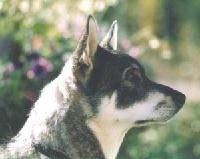 Dixie 1999