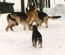 Dixie 8 veckor, Haskie och Chakhan