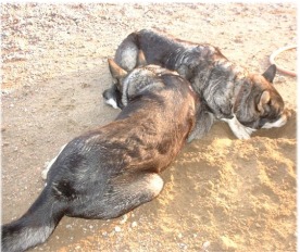 Mor och son, Dixie och Kotten, sept 2002