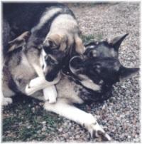Kaisa och Sunny brottas