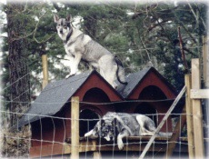 Kaisas och Sunnys hus 2001