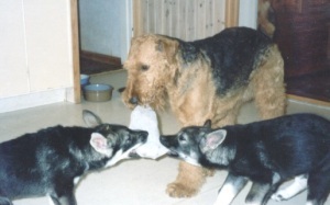 Nimbus, Joy och Träff har dragkamp