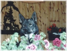 Nimbus blomsterhunden