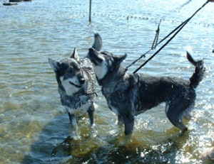 Nina och Dixie på Öland 2002