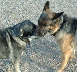 Pepsie och Nina 2002