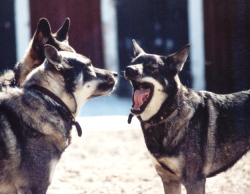 Nina, Kotten och Pepsie 2001