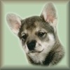 Dixie
