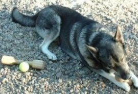 Kotten med ett lager apportbockar och en boll 2002