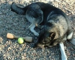 Kotten med apportbock och boll 2002