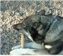 Kotten äter apportbock 2002