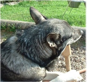 Kotten äter apportbock 2002