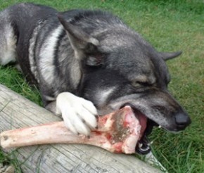 Kotten äter ben 2002