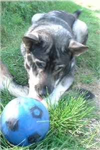 Kotten med boll 2001