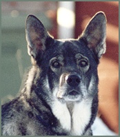 Kotten 2001