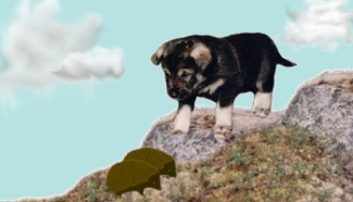 Kotten som valp - collage