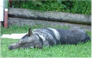 Kotten - siesta 2002