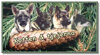 Kotten & tjejerna