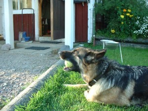 Pepsie 2002