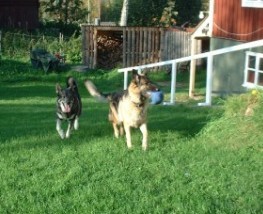 Pepsie & Kotten 2002