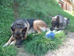 Pepsie och Kotten lurar på samma boll 2002