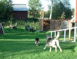 Pepsie & Kotten jagar boll 2002