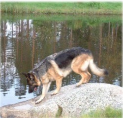 Pepsie vid fiskdammen 2002