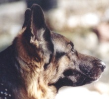 Pepsie 1999