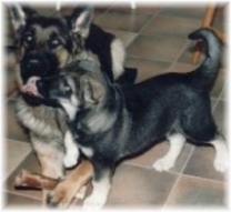Pepsie och Kotten