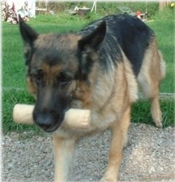 Pepsie apporterar 2002