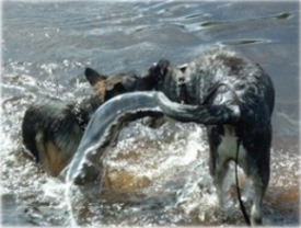 Pepsie och Kotten Öland 2002