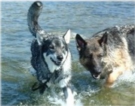 Pepsie och Dixie Öland 2002