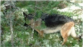 Pepsie i lingonskogen 2002