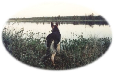 Pepsie som unghund 