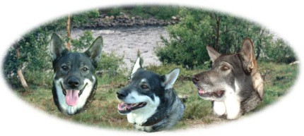 Nina, Dixie, Kotten, bakgrund alv i Idre 