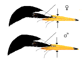 sexes in Little Tern
